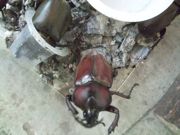 ファイル 1903-1.jpg