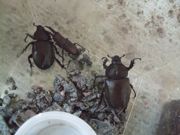 ファイル 1903-2.jpg