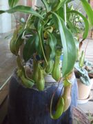 ファイル 1904-1.jpg