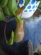 ファイル 1904-2.jpg