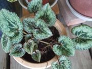 ファイル 1906-1.jpg