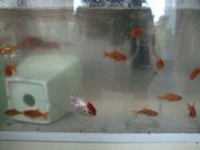 ファイル 1909-1.jpg