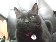 ファイル 1910-2.jpg