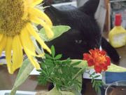 ファイル 1918-1.jpg