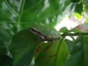 ファイル 1929-1.jpg