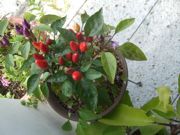 ファイル 1931-1.jpg