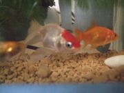 ファイル 1933-1.jpg