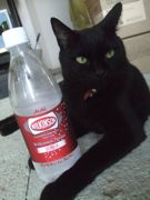 ファイル 1936-1.jpg