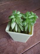 ファイル 1938-1.jpg