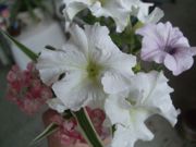 ファイル 1946-1.jpg