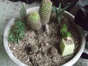 ファイル 1950-1.jpg