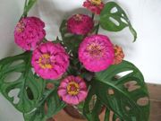 ファイル 1952-1.jpg