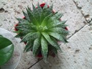 ファイル 1953-1.jpg