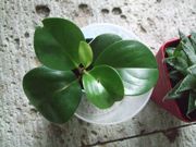 ファイル 1953-2.jpg