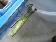 ファイル 1964-2.jpg