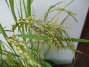 ファイル 1965-1.jpg