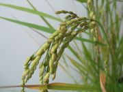 ファイル 1965-2.jpg