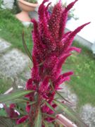 ファイル 1969-1.jpg