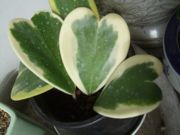 ファイル 1971-1.jpg