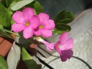 ファイル 1975-1.jpg