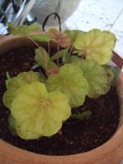 ファイル 1977-1.jpg