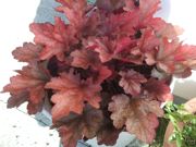 ファイル 1978-1.jpg