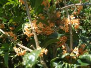 ファイル 1982-1.jpg