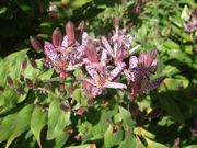 ファイル 1985-1.jpg