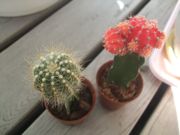 ファイル 1987-1.jpg