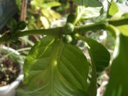 ファイル 1990-1.jpg