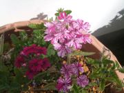 ファイル 1991-1.jpg