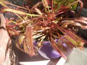 ファイル 1993-1.jpg