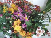 ファイル 1997-1.jpg