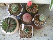 ファイル 2001-1.jpg