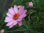 ファイル 2004-1.jpg