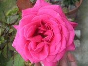 ファイル 2005-1.jpg