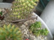 ファイル 2006-1.jpg