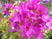 ファイル 2008-1.jpg