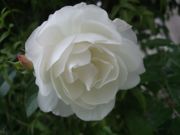 ファイル 2021-1.jpg