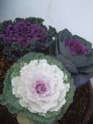 ファイル 2027-1.jpg