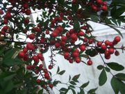 ファイル 2028-1.jpg