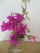 ファイル 2030-1.jpg