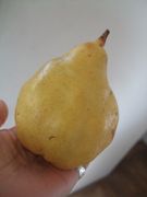 ファイル 2031-1.jpg