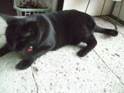 ファイル 2034-3.jpg