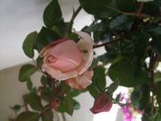 ファイル 2037-1.jpg