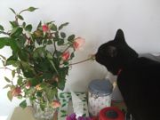 ファイル 2037-2.jpg