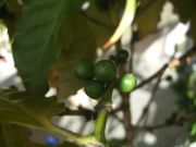 ファイル 2039-1.jpg