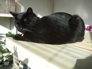 ファイル 2045-1.jpg