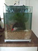 ファイル 2052-1.jpg