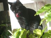 ファイル 2056-1.jpg